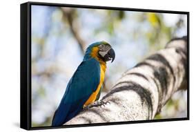 Portrait of a Blue and Yellow Macaw Sitting on a Tree Branch in Bonito, Brazil-Alex Saberi-Framed Stretched Canvas