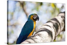 Portrait of a Blue and Yellow Macaw Sitting on a Tree Branch in Bonito, Brazil-Alex Saberi-Stretched Canvas