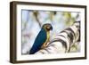 Portrait of a Blue and Yellow Macaw Sitting on a Tree Branch in Bonito, Brazil-Alex Saberi-Framed Photographic Print