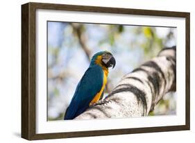 Portrait of a Blue and Yellow Macaw Sitting on a Tree Branch in Bonito, Brazil-Alex Saberi-Framed Photographic Print