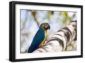 Portrait of a Blue and Yellow Macaw Sitting on a Tree Branch in Bonito, Brazil-Alex Saberi-Framed Photographic Print
