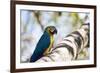 Portrait of a Blue and Yellow Macaw Sitting on a Tree Branch in Bonito, Brazil-Alex Saberi-Framed Photographic Print