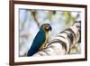 Portrait of a Blue and Yellow Macaw Sitting on a Tree Branch in Bonito, Brazil-Alex Saberi-Framed Photographic Print