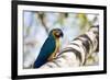 Portrait of a Blue and Yellow Macaw Sitting on a Tree Branch in Bonito, Brazil-Alex Saberi-Framed Photographic Print