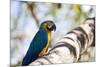 Portrait of a Blue and Yellow Macaw Sitting on a Tree Branch in Bonito, Brazil-Alex Saberi-Mounted Photographic Print