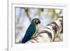 Portrait of a Blue and Yellow Macaw Sitting on a Tree Branch in Bonito, Brazil-Alex Saberi-Framed Photographic Print