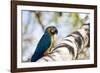 Portrait of a Blue and Yellow Macaw Sitting on a Tree Branch in Bonito, Brazil-Alex Saberi-Framed Photographic Print