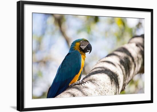 Portrait of a Blue and Yellow Macaw Sitting on a Tree Branch in Bonito, Brazil-Alex Saberi-Framed Photographic Print