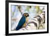 Portrait of a Blue and Yellow Macaw Sitting on a Tree Branch in Bonito, Brazil-Alex Saberi-Framed Photographic Print