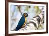 Portrait of a Blue and Yellow Macaw Sitting on a Tree Branch in Bonito, Brazil-Alex Saberi-Framed Photographic Print