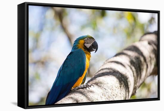 Portrait of a Blue and Yellow Macaw Sitting on a Tree Branch in Bonito, Brazil-Alex Saberi-Framed Stretched Canvas