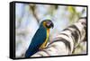 Portrait of a Blue and Yellow Macaw Sitting on a Tree Branch in Bonito, Brazil-Alex Saberi-Framed Stretched Canvas