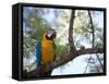 Portrait of a Blue and Yellow Macaw Sitting on a Tree Branch in Bonito, Brazil-Alex Saberi-Framed Stretched Canvas