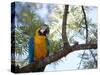 Portrait of a Blue and Yellow Macaw Sitting on a Tree Branch in Bonito, Brazil-Alex Saberi-Stretched Canvas