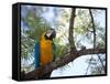 Portrait of a Blue and Yellow Macaw Sitting on a Tree Branch in Bonito, Brazil-Alex Saberi-Framed Stretched Canvas