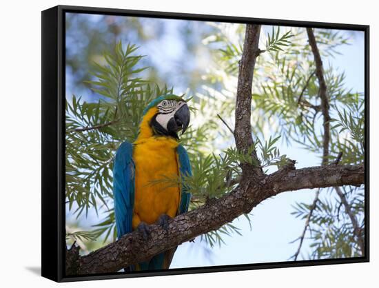 Portrait of a Blue and Yellow Macaw Sitting on a Tree Branch in Bonito, Brazil-Alex Saberi-Framed Stretched Canvas