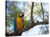 Portrait of a Blue and Yellow Macaw Sitting on a Tree Branch in Bonito, Brazil-Alex Saberi-Stretched Canvas