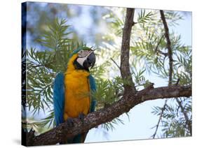 Portrait of a Blue and Yellow Macaw Sitting on a Tree Branch in Bonito, Brazil-Alex Saberi-Stretched Canvas