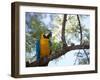 Portrait of a Blue and Yellow Macaw Sitting on a Tree Branch in Bonito, Brazil-Alex Saberi-Framed Premium Photographic Print