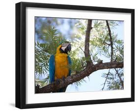 Portrait of a Blue and Yellow Macaw Sitting on a Tree Branch in Bonito, Brazil-Alex Saberi-Framed Premium Photographic Print