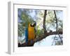 Portrait of a Blue and Yellow Macaw Sitting on a Tree Branch in Bonito, Brazil-Alex Saberi-Framed Premium Photographic Print