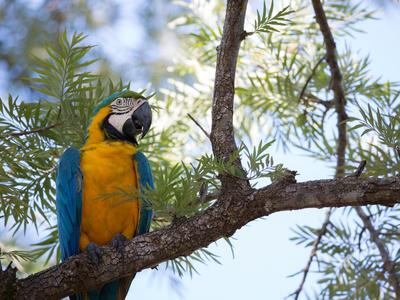 https://imgc.allpostersimages.com/img/posters/portrait-of-a-blue-and-yellow-macaw-sitting-on-a-tree-branch-in-bonito-brazil_u-L-PSWEGV0.jpg?artPerspective=n