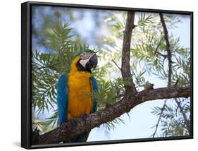 Portrait of a Blue and Yellow Macaw Sitting on a Tree Branch in Bonito, Brazil-Alex Saberi-Framed Photographic Print