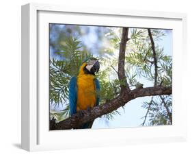 Portrait of a Blue and Yellow Macaw Sitting on a Tree Branch in Bonito, Brazil-Alex Saberi-Framed Photographic Print