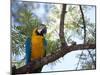 Portrait of a Blue and Yellow Macaw Sitting on a Tree Branch in Bonito, Brazil-Alex Saberi-Mounted Photographic Print