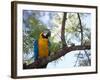 Portrait of a Blue and Yellow Macaw Sitting on a Tree Branch in Bonito, Brazil-Alex Saberi-Framed Photographic Print