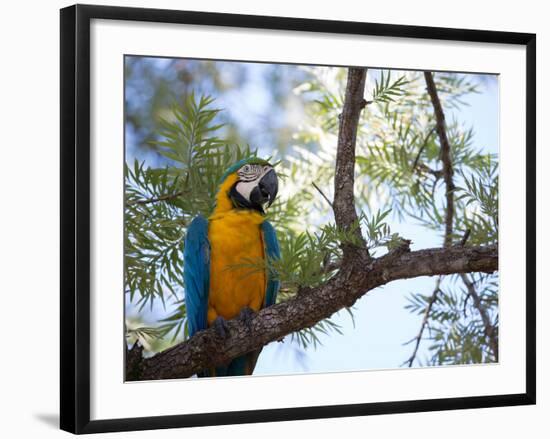 Portrait of a Blue and Yellow Macaw Sitting on a Tree Branch in Bonito, Brazil-Alex Saberi-Framed Photographic Print