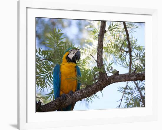 Portrait of a Blue and Yellow Macaw Sitting on a Tree Branch in Bonito, Brazil-Alex Saberi-Framed Photographic Print