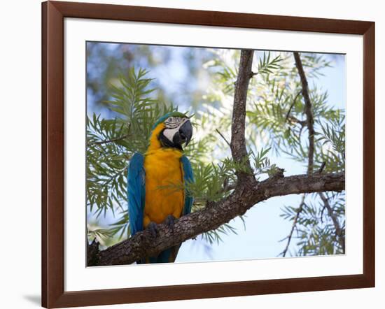 Portrait of a Blue and Yellow Macaw Sitting on a Tree Branch in Bonito, Brazil-Alex Saberi-Framed Photographic Print