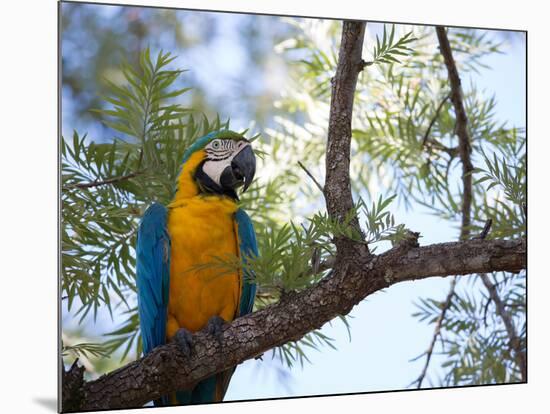 Portrait of a Blue and Yellow Macaw Sitting on a Tree Branch in Bonito, Brazil-Alex Saberi-Mounted Photographic Print