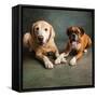 Portrait of a Boxer Dog and Golden Labrador Dog-null-Framed Stretched Canvas