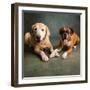 Portrait of a Boxer Dog and Golden Labrador Dog-null-Framed Photographic Print