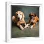 Portrait of a Boxer Dog and Golden Labrador Dog-null-Framed Photographic Print