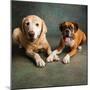 Portrait of a Boxer Dog and Golden Labrador Dog-null-Mounted Photographic Print