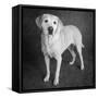 Portrait of a Boxer Dog and Golden Labrador Dog-null-Framed Stretched Canvas