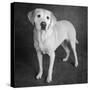 Portrait of a Boxer Dog and Golden Labrador Dog-null-Stretched Canvas