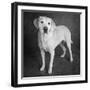 Portrait of a Boxer Dog and Golden Labrador Dog-null-Framed Photographic Print