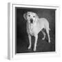 Portrait of a Boxer Dog and Golden Labrador Dog-null-Framed Photographic Print