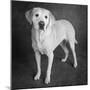 Portrait of a Boxer Dog and Golden Labrador Dog-null-Mounted Photographic Print