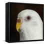 Portrait of a Budgie bird-Panoramic Images-Framed Stretched Canvas