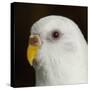 Portrait of a Budgie bird-Panoramic Images-Stretched Canvas