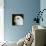 Portrait of a Budgie bird-Panoramic Images-Photographic Print displayed on a wall