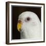 Portrait of a Budgie bird-Panoramic Images-Framed Photographic Print