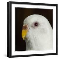 Portrait of a Budgie bird-Panoramic Images-Framed Photographic Print