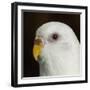 Portrait of a Budgie bird-Panoramic Images-Framed Photographic Print