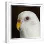 Portrait of a Budgie bird-Panoramic Images-Framed Photographic Print